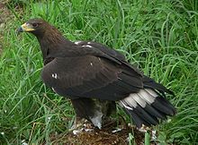 Immature Golden Eagle